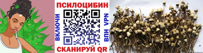 Галлюциногенные грибы Psilocybe  Знаменск 